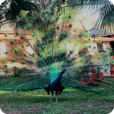 Mini Fazendinha Mini Fazendinha